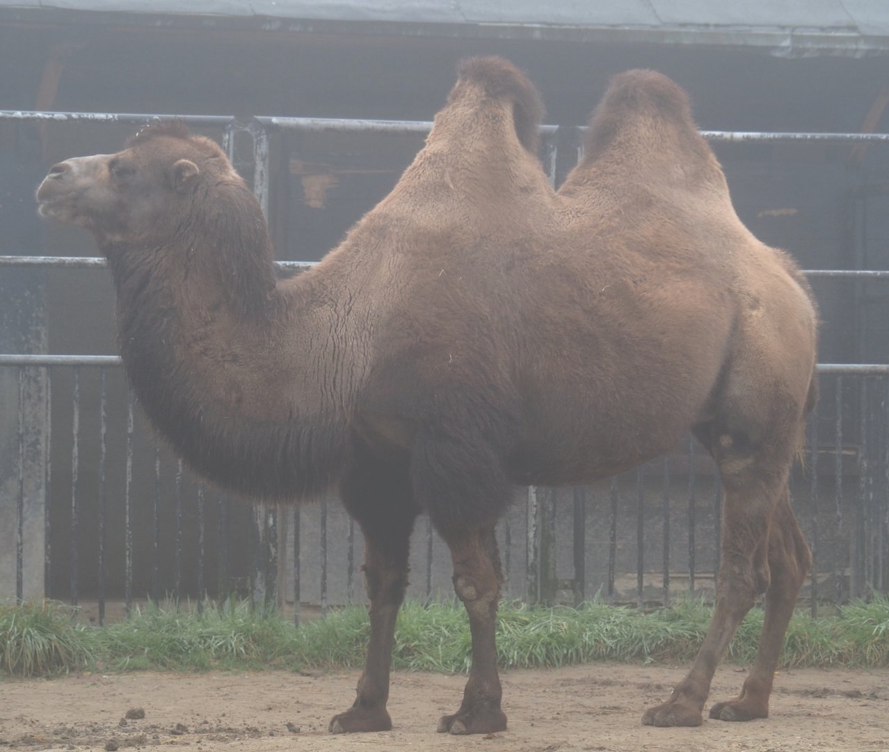 Domestic Bactrian camel (Camelus bactrianus), 2021-10-10