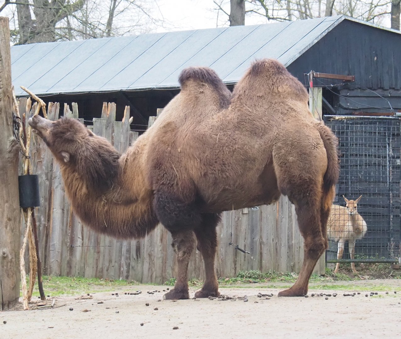 Domestic Bactrian camel (Camelus bactrianus), 2023-02-19