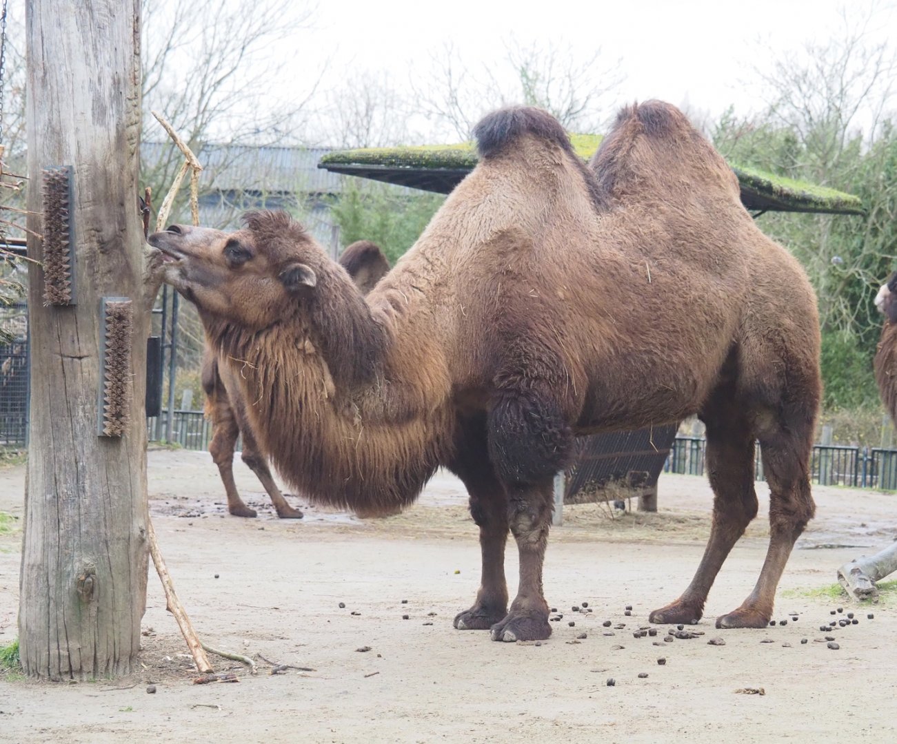 Domestic Bactrian camel (Camelus bactrianus), 2023-02-19