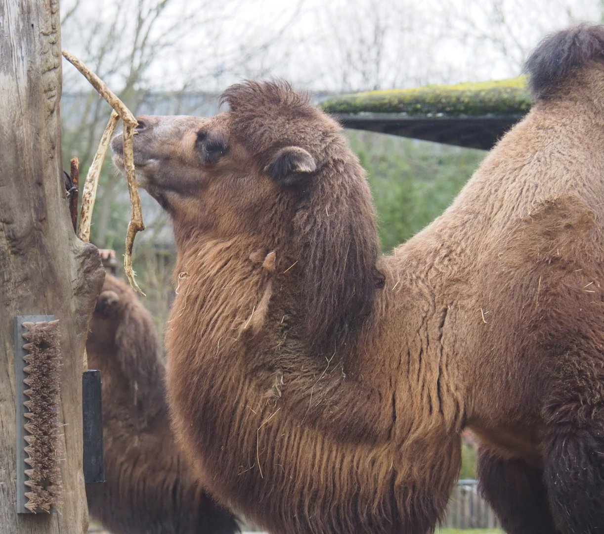 Domestic Bactrian camel (Camelus bactrianus), 2023-02-19