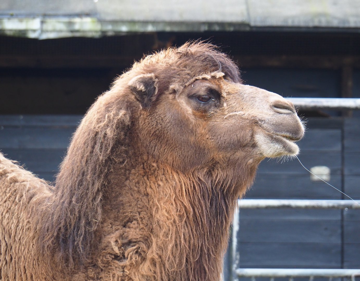 Domestic Bactrian camel (Camelus bactrianus), 2023-03-28