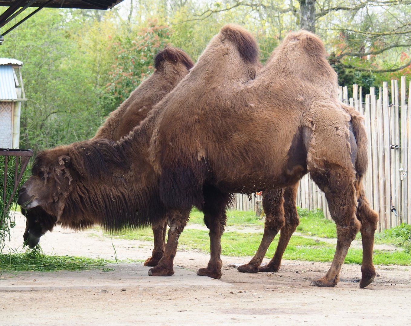 Domestic Bactrian camel (Camelus bactrianus), 2023-04-18
