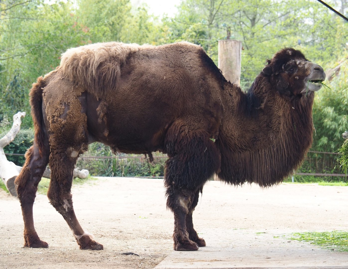 Domestic Bactrian camel (Camelus bactrianus), 2023-04-18