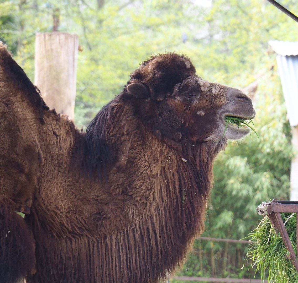 Domestic Bactrian camel (Camelus bactrianus), 2023-04-18