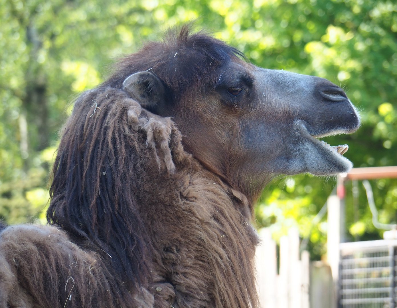 Domestic Bactrian camel (Camelus bactrianus), 2023-06-04