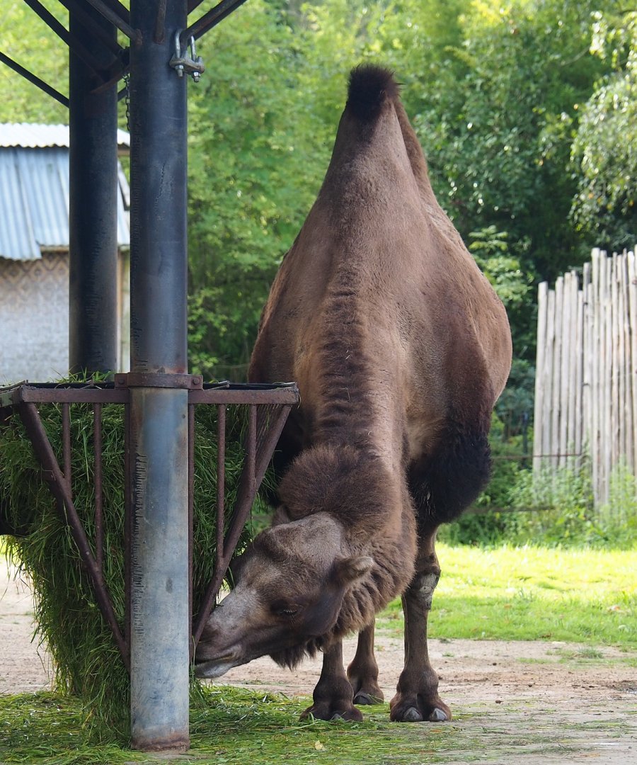 Domestic Bactrian camel (Camelus bactrianus), 2023-09-19