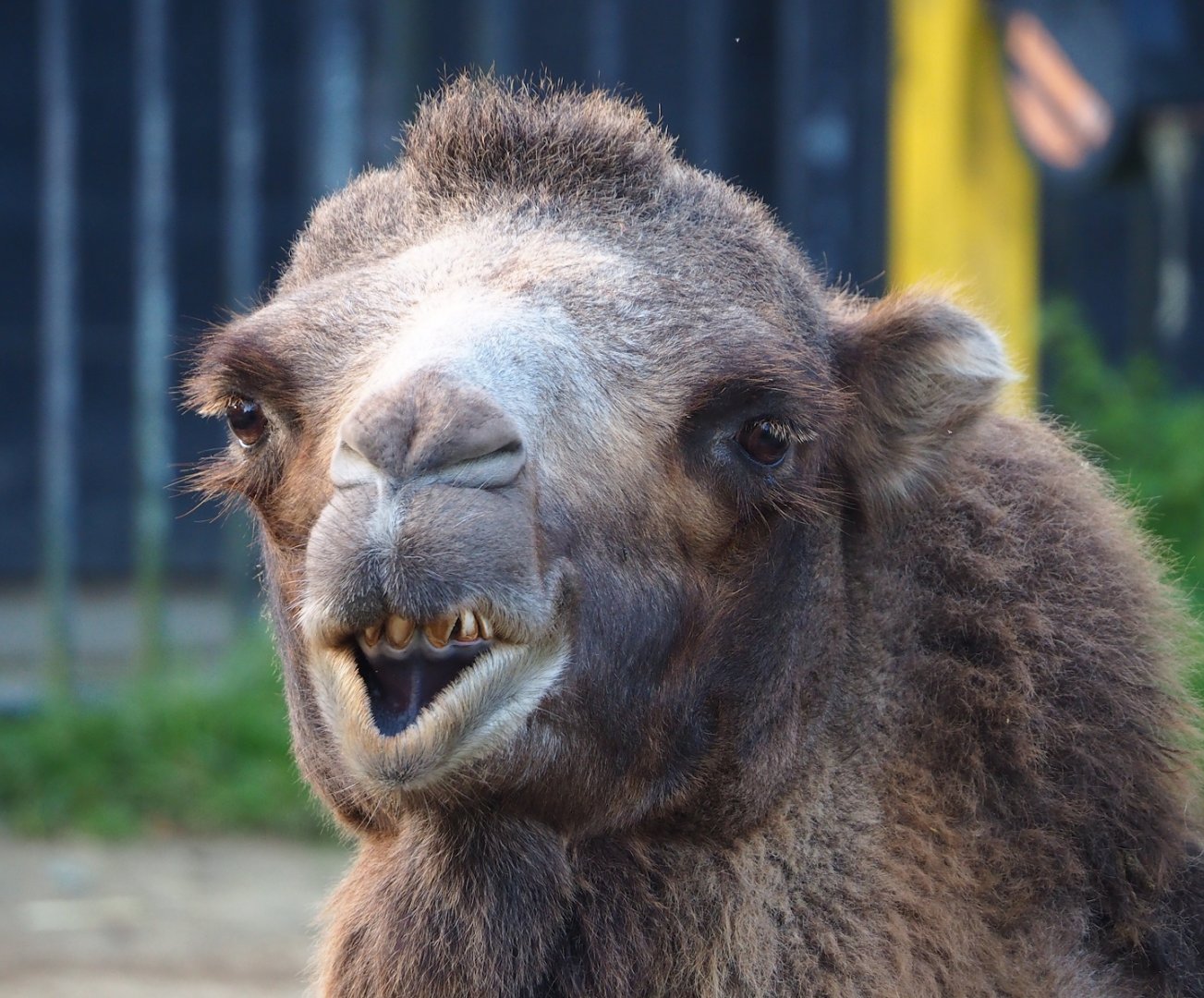 Domestic Bactrian camel (Camelus bactrianus), 2023-10-04