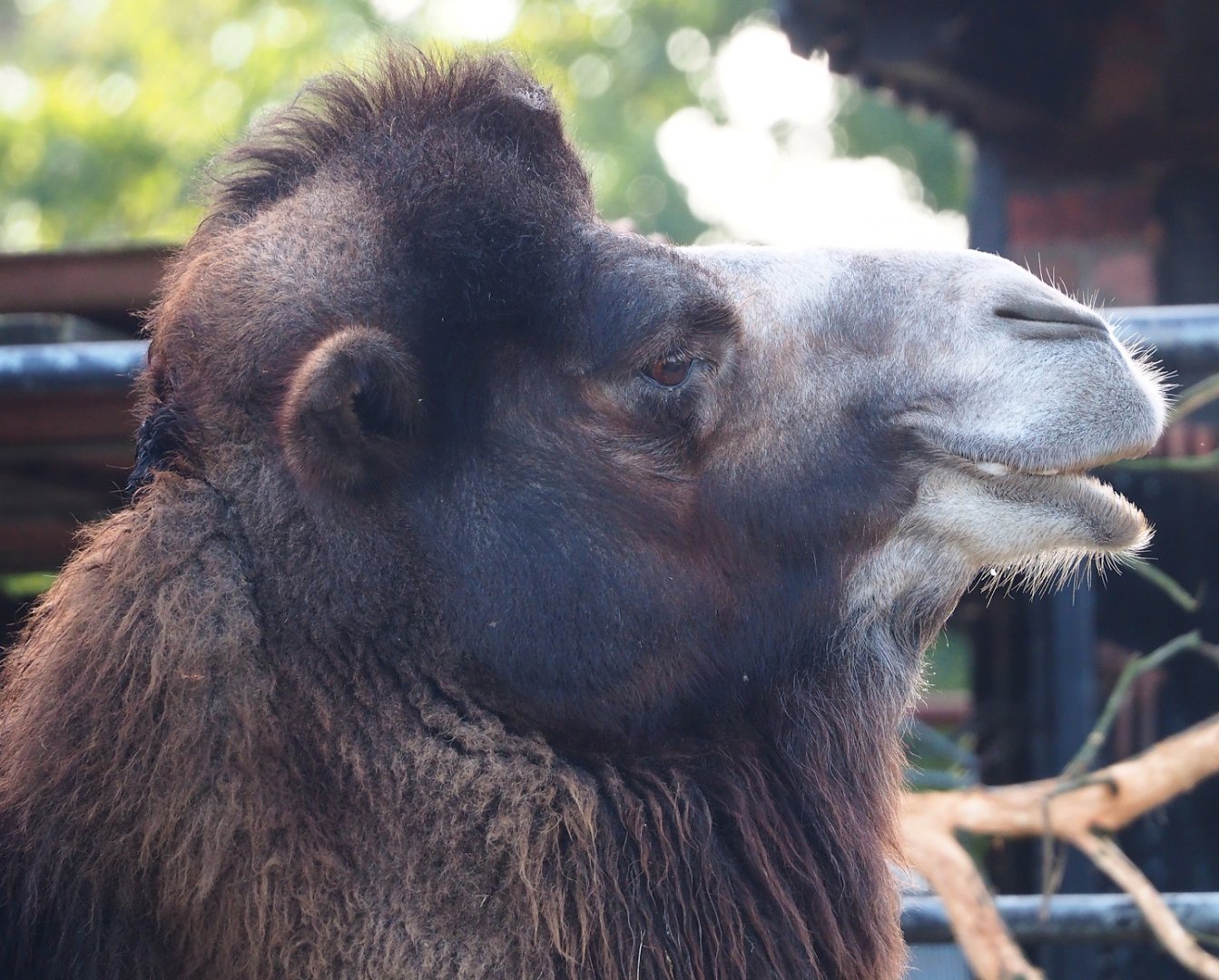 Domestic Bactrian camel (Camelus bactrianus), 2023-10-04