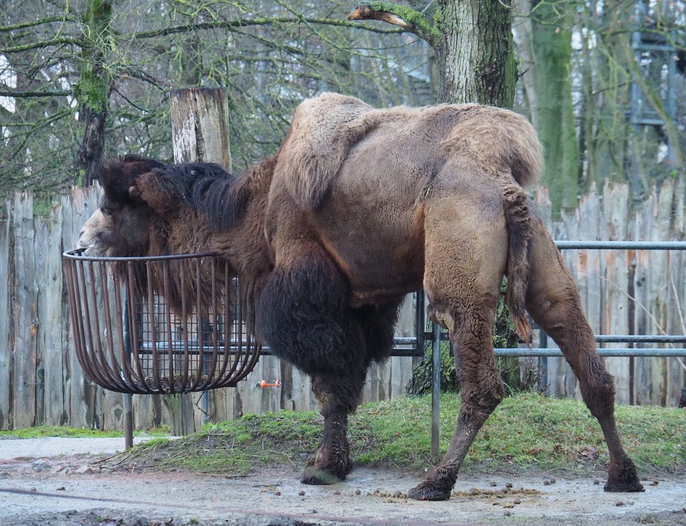 Domestic Bactrian camel (Camelus bactrianus), 2024-01-01