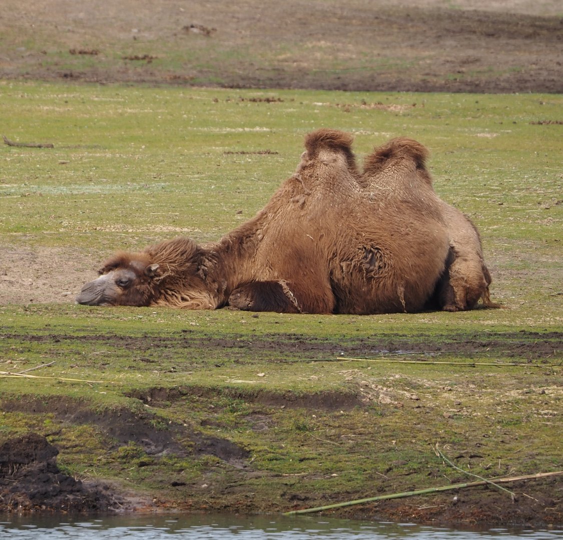 Domestic Bactrian camel (Camelus bactrianus), 2024-04-06
