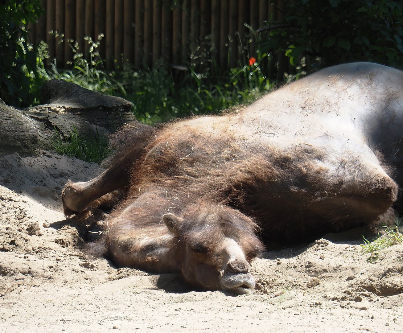 Domestic Bactrian camel (Camelus bactrianus), 2024-06-08