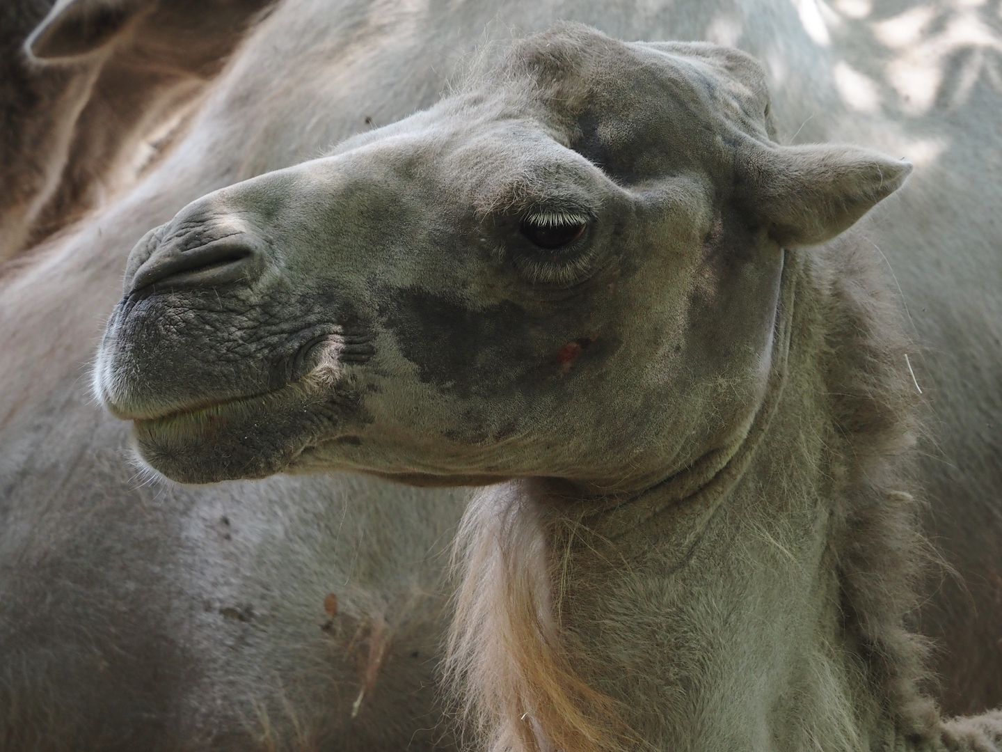 Domestic Bactrian camel (Camelus bactrianus), 2024-06-08