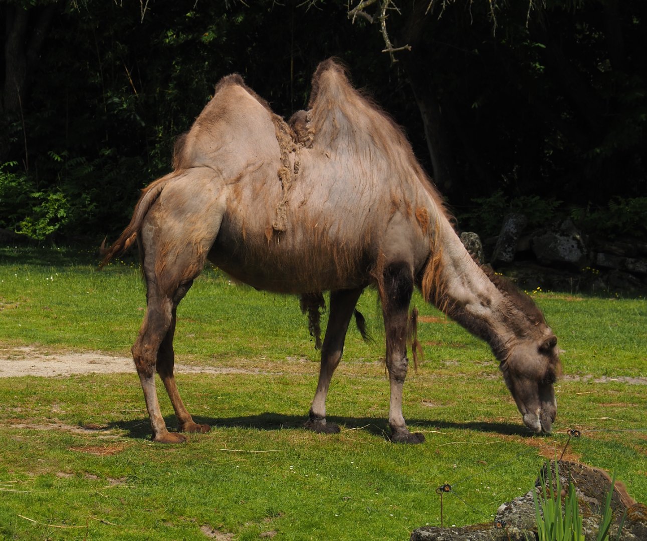 Domestic Bactrian camel (Camelus bactrianus), 2024-06-30