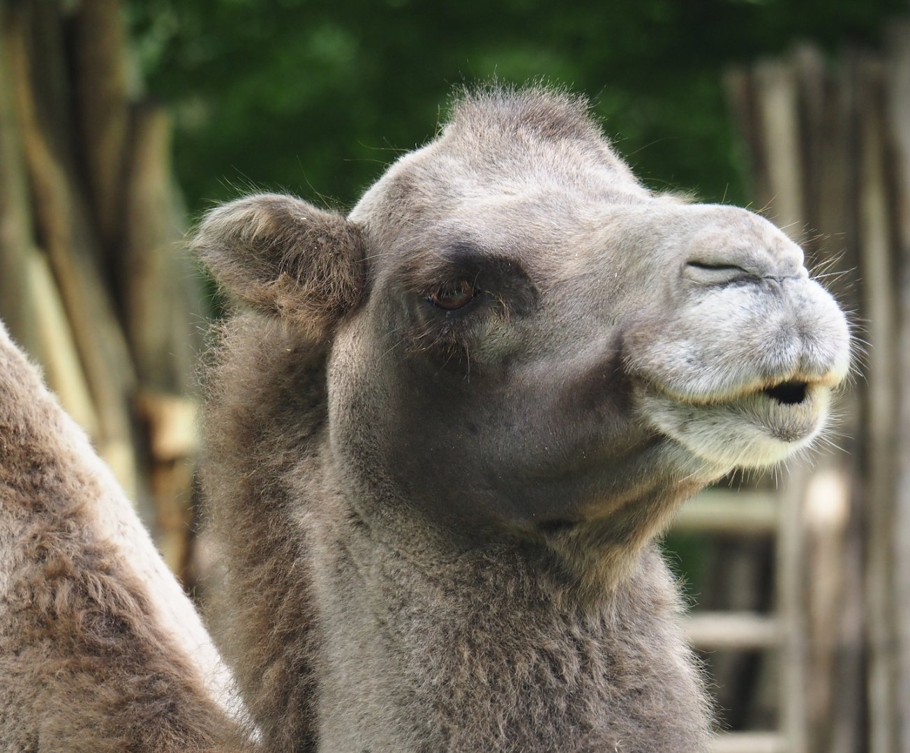 Domestic Bactrian camel (Camelus bactrianus), 2024-08-05