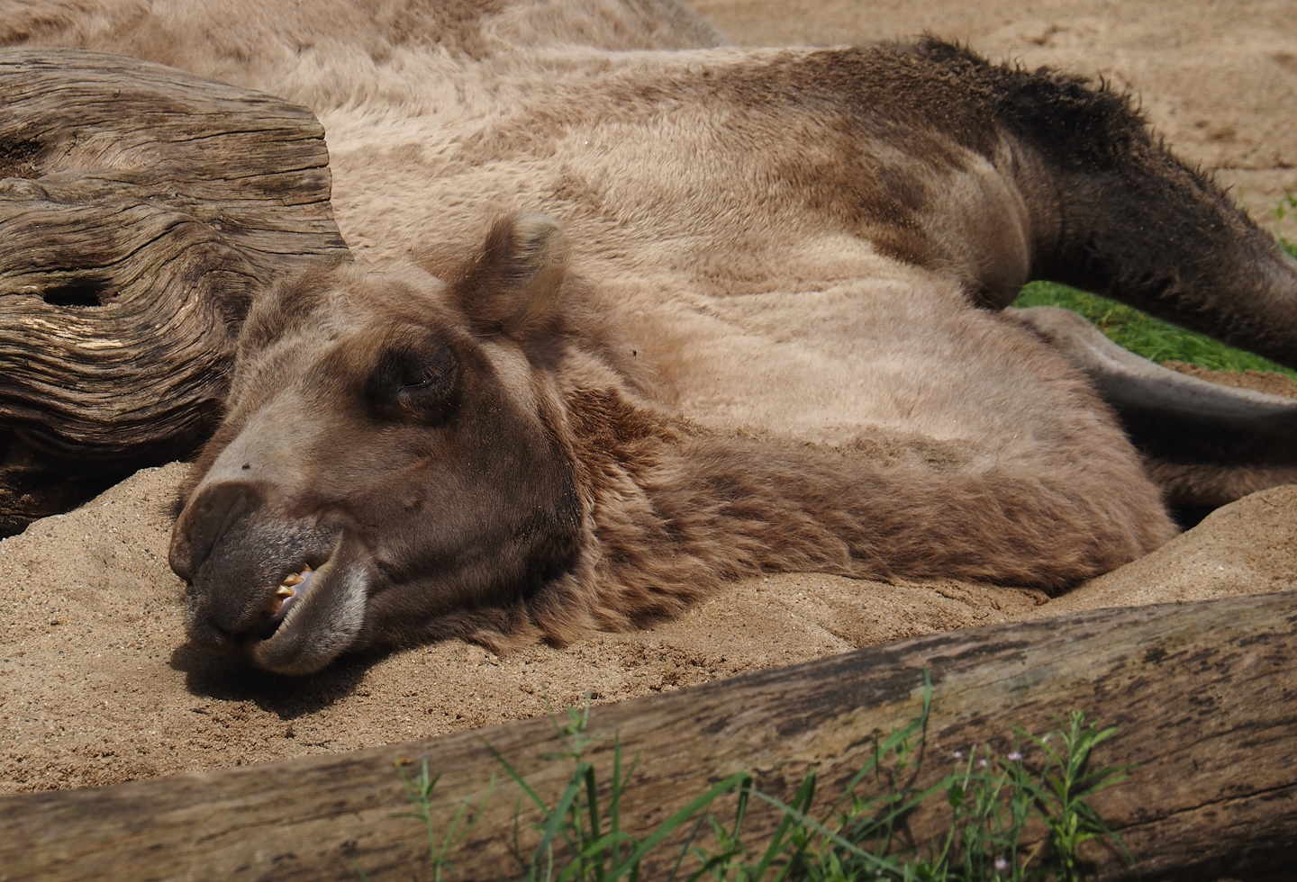 Domestic Bactrian camel (Camelus bactrianus), 2024-08-05