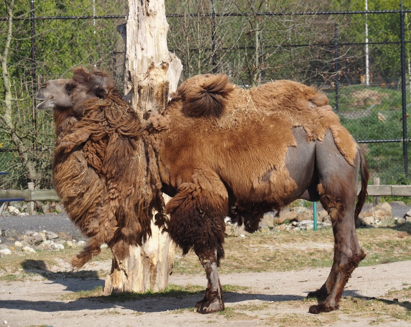 Domestic Bactrian camel (Camelus bactrianus), 2025-04-12