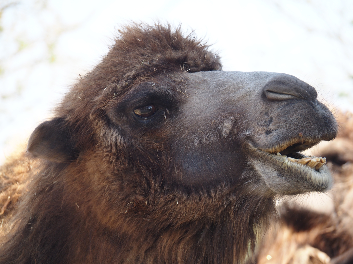 Domestic Bactrian camel (Camelus bactrianus), 2025-04-12