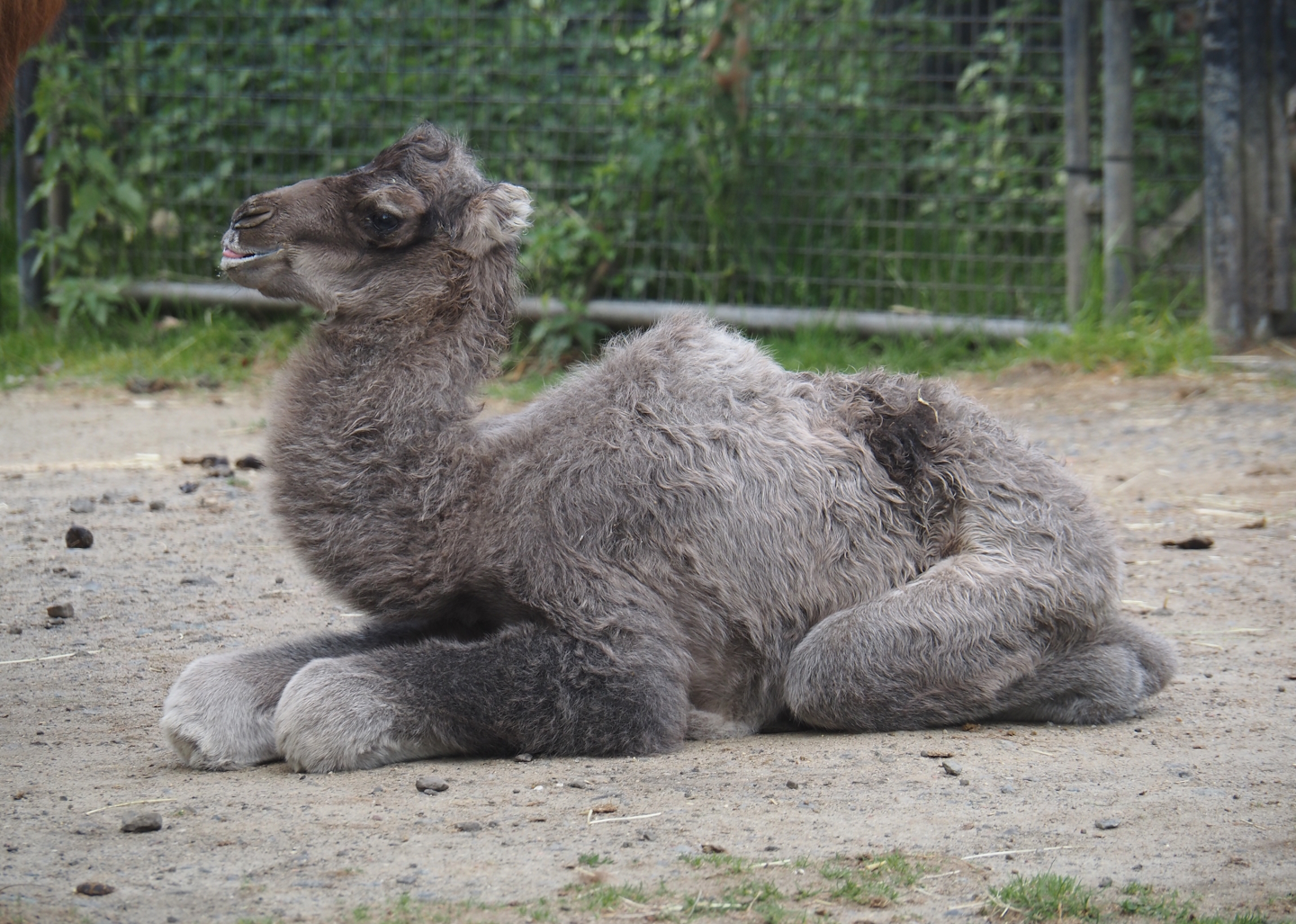 Domestic Bactrian camel (Camelus bactrianus) calf born May 26th, 2025, 2025-06-03