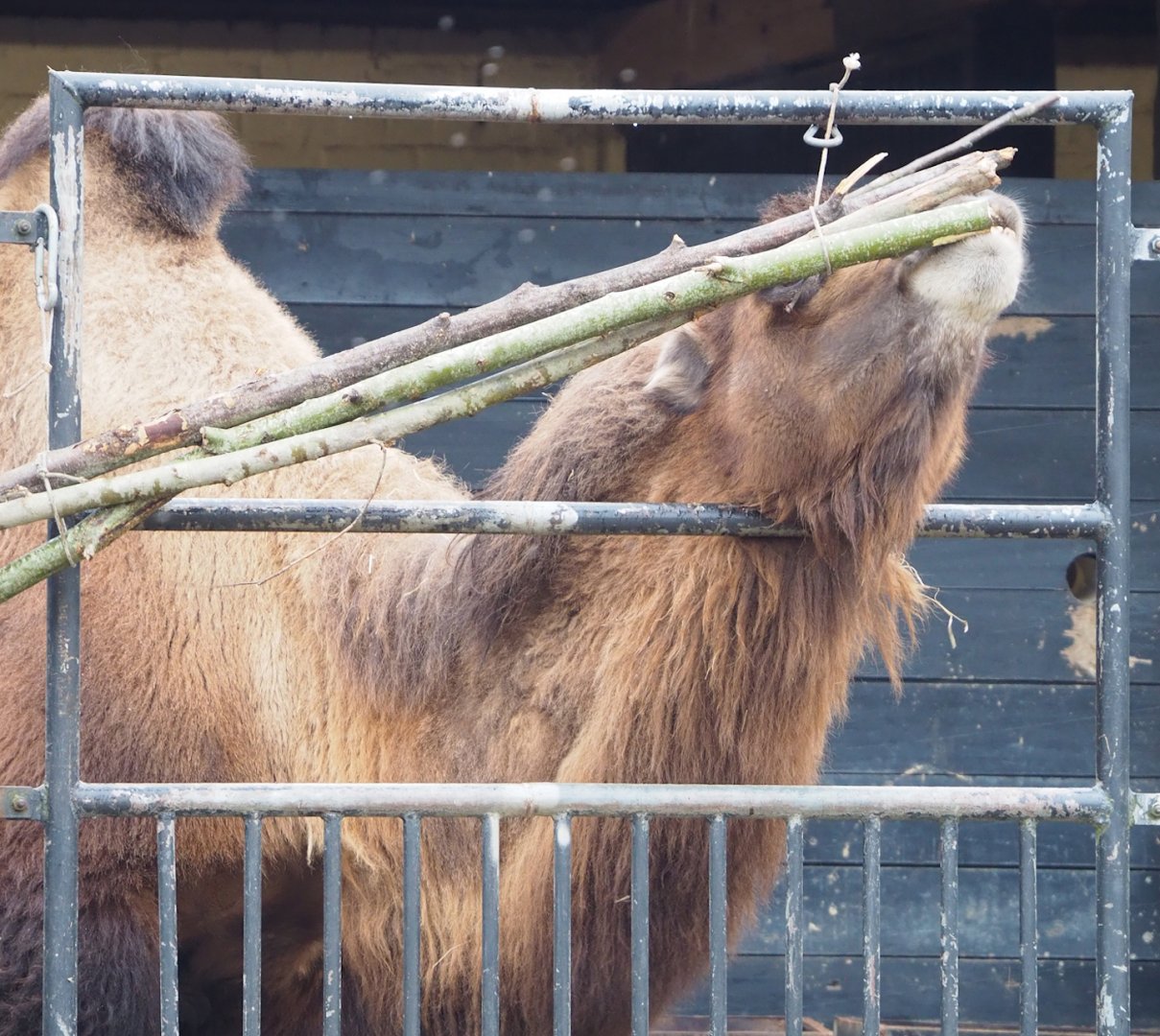 Domestic Bactrian camel (Camelus bactrianus) chewing on branches, 2023-02-19