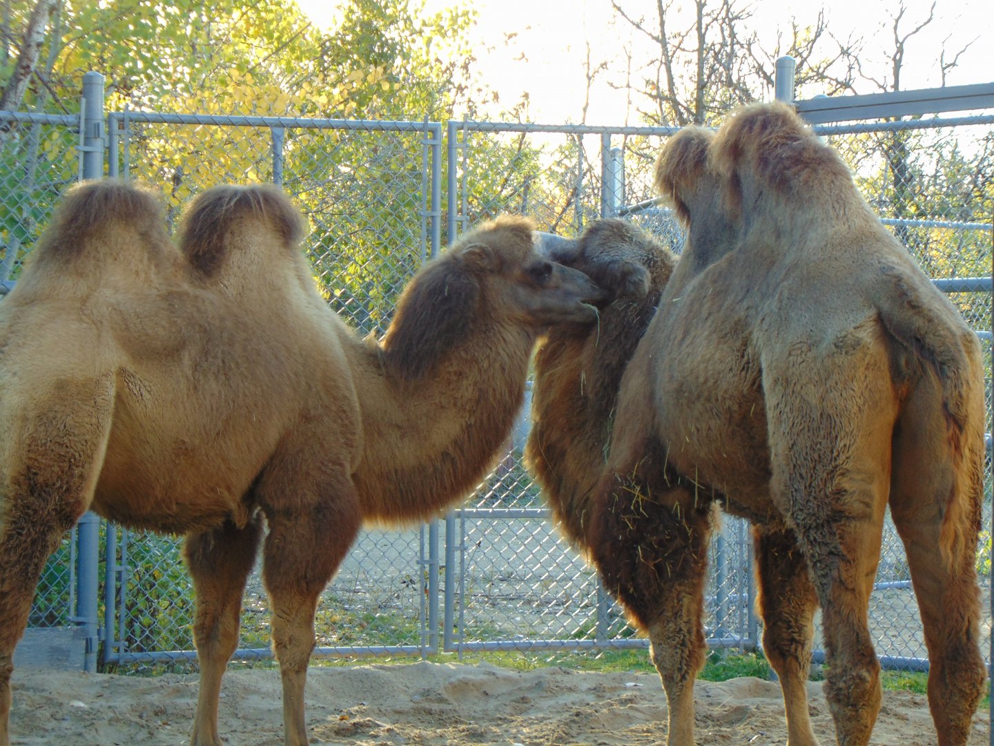 Domestic Bactrian Camel (Camelus bactrianus domestic)