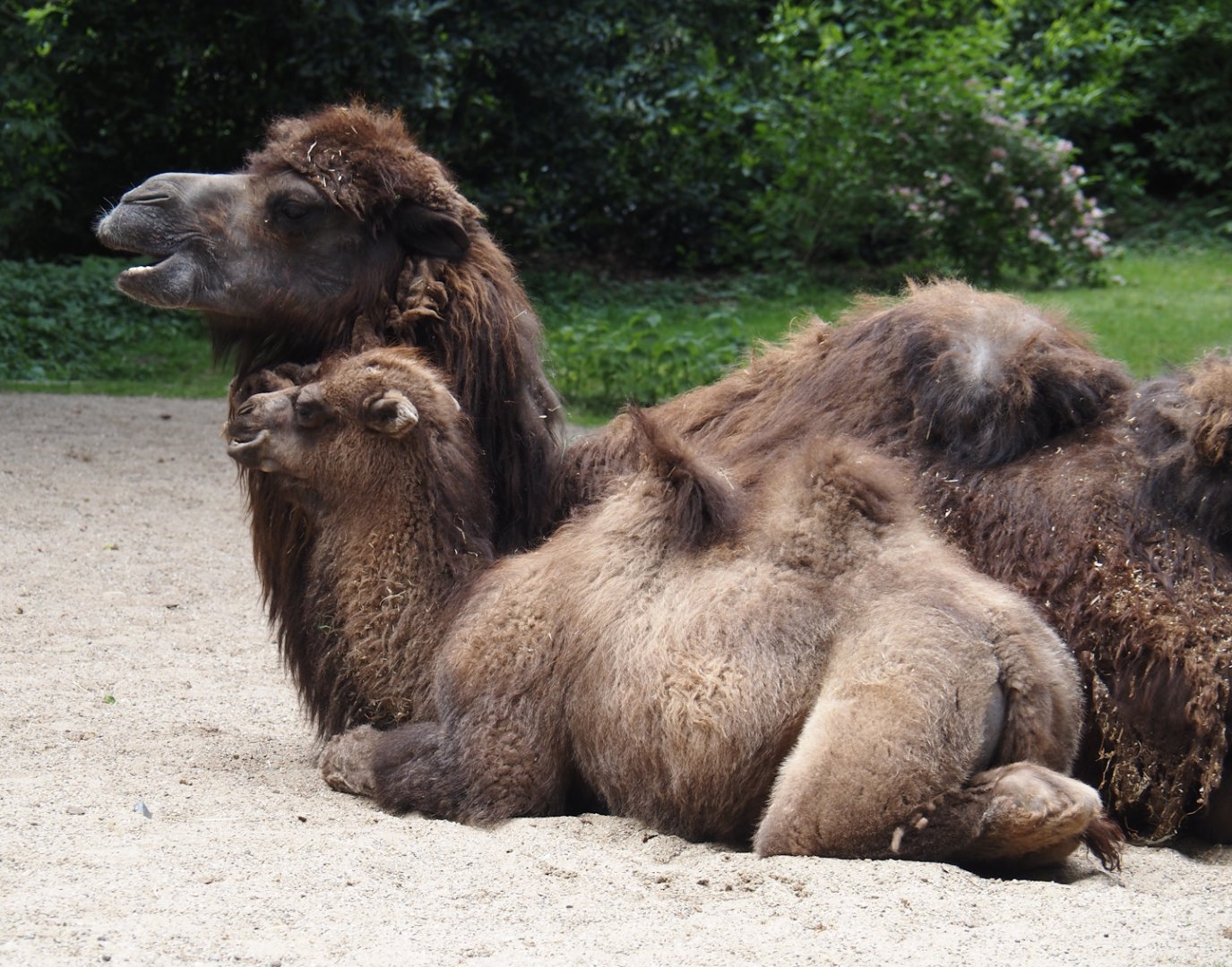 Domestic Bactrian camel (Camelus bactrianus) with calf, 2025-05-22