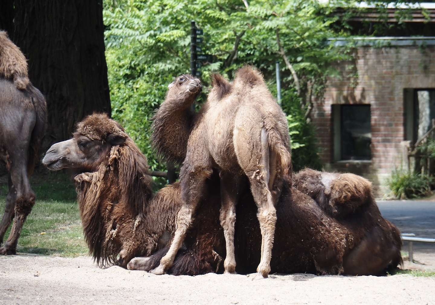 Domestic Bactrian camel (Camelus bactrianus) with calf, 2025-05-22