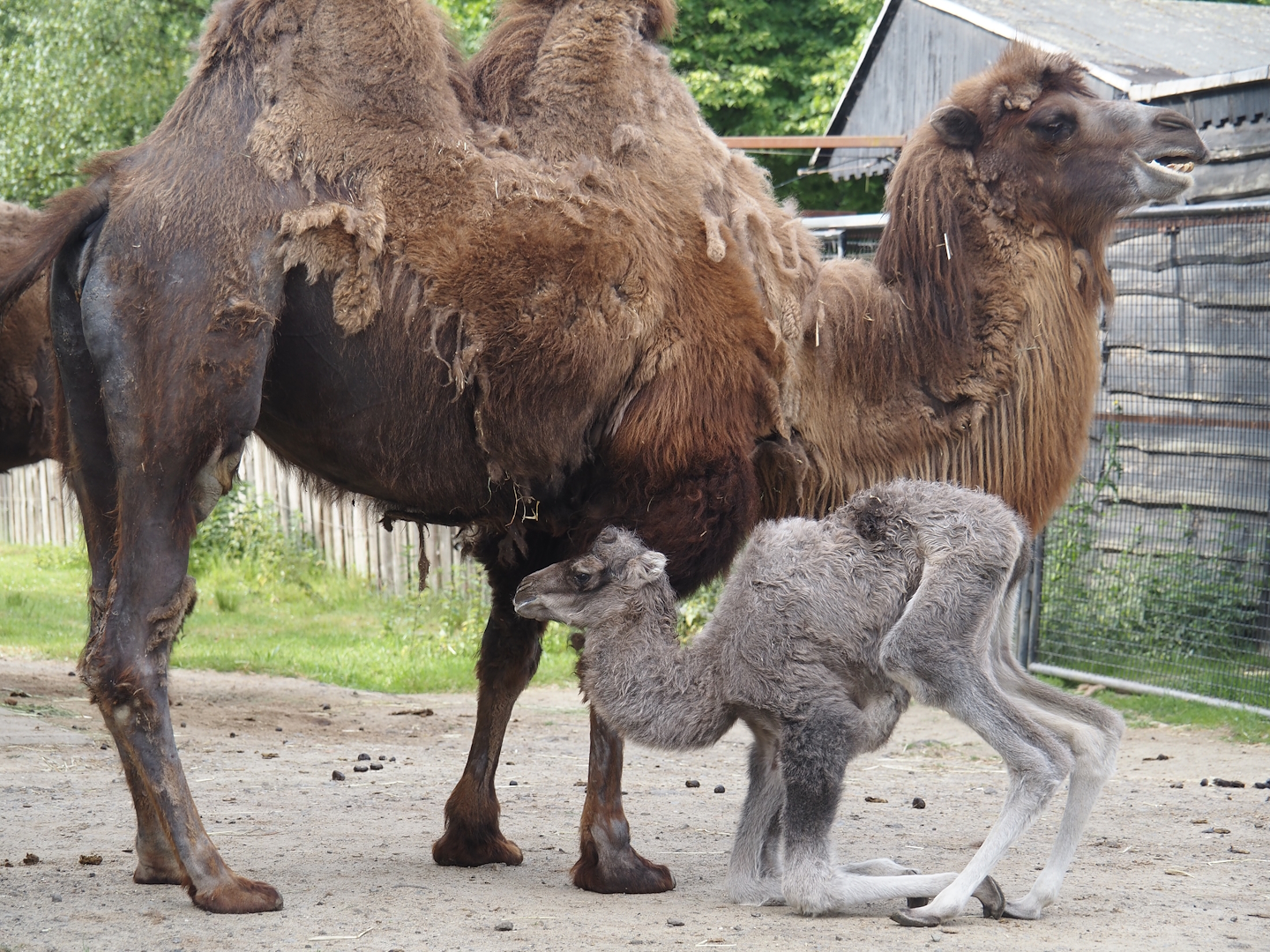 Domestic Bactrian camel (Camelus bactrianus) with calf, 2025-06-03