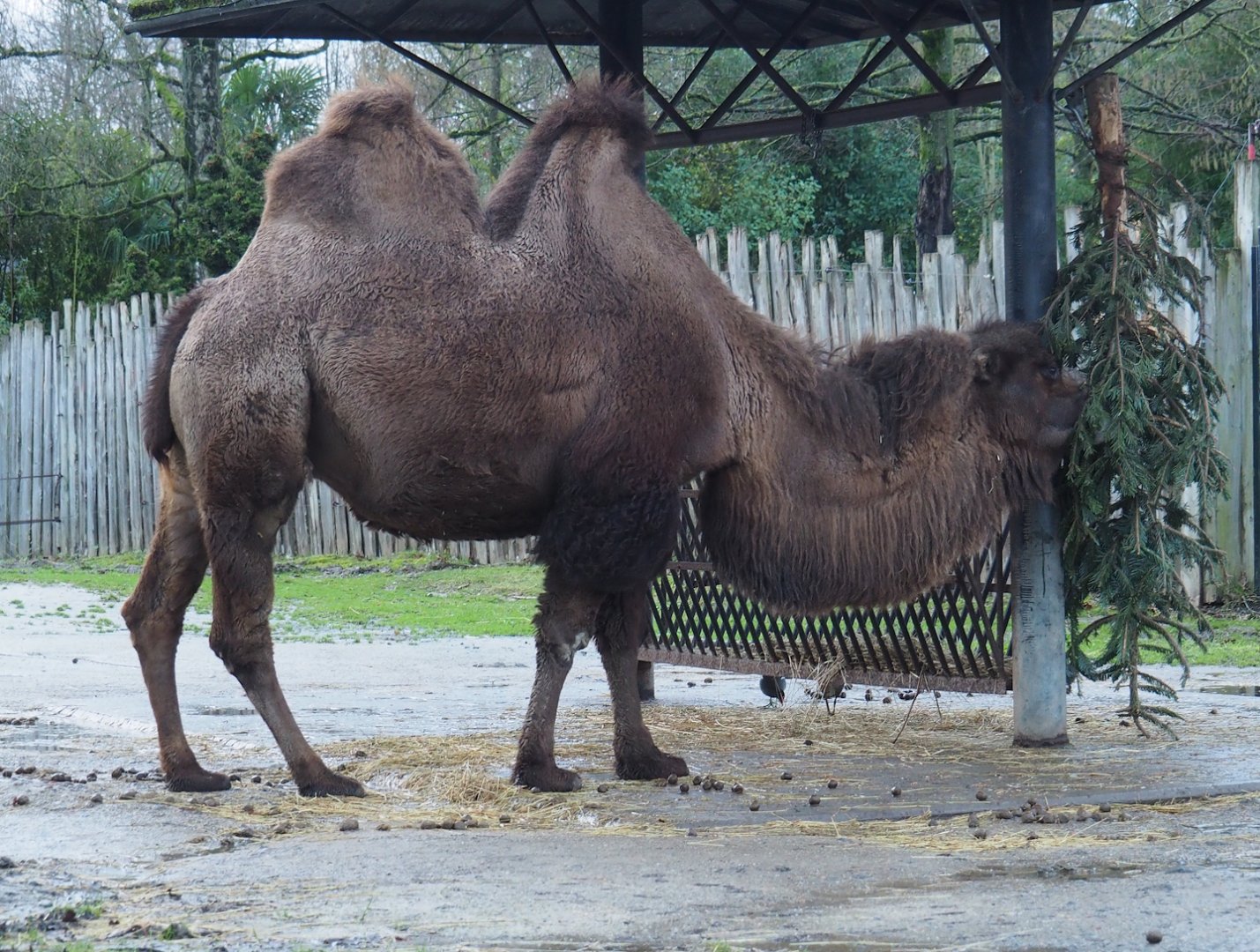 Domestic Bactrian camel (Camelus bactrianus) with Christmas tree, 2024-01-01