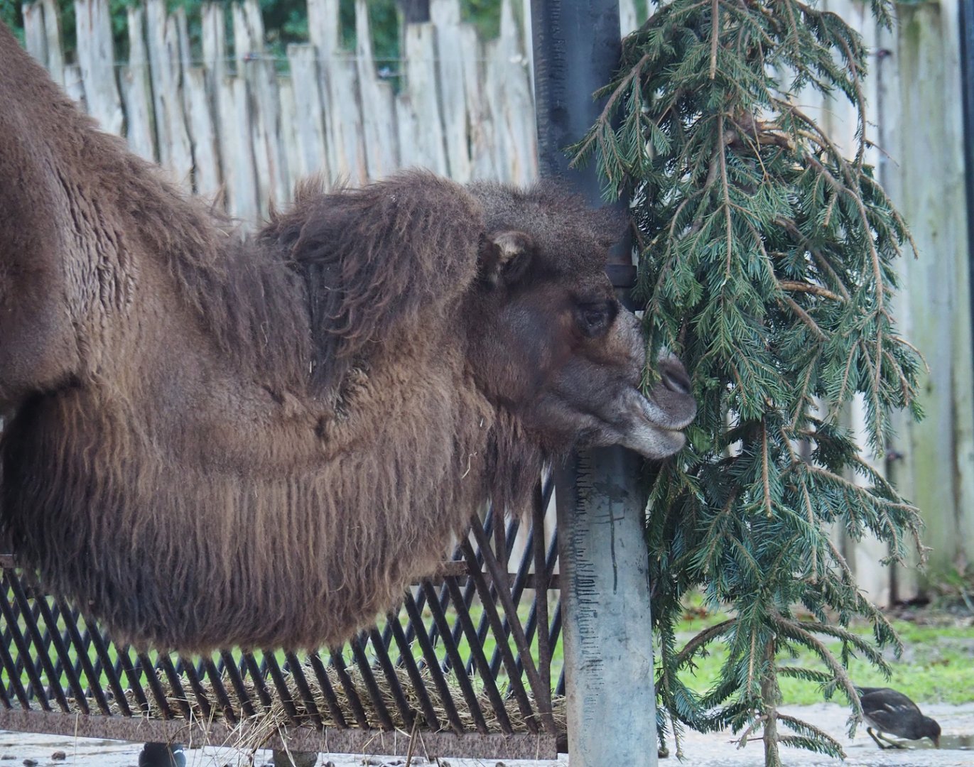 Domestic Bactrian camel (Camelus bactrianus) with Christmas tree, 2024-01-01