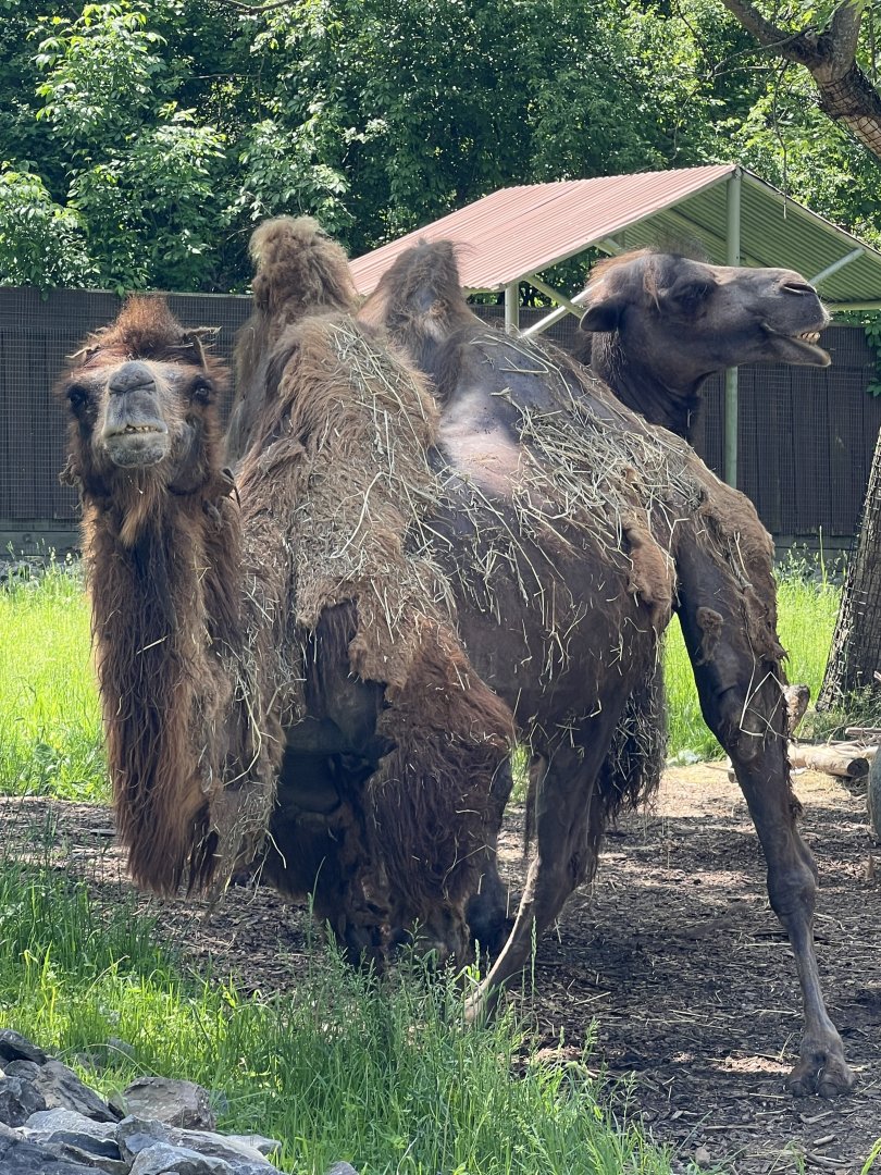 Domestic Bactrian camel (Camelus bactrianus)