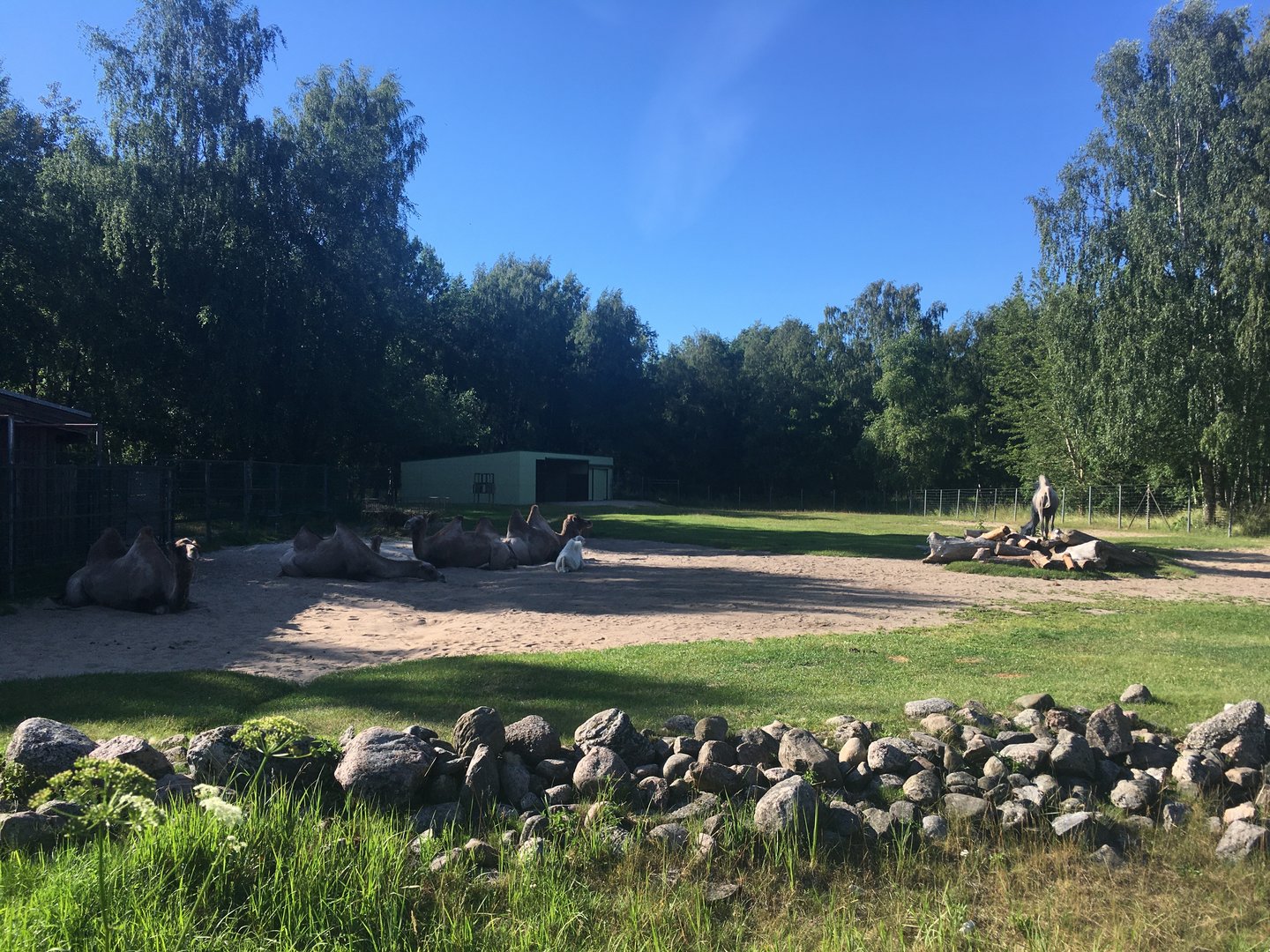Domestic Bactrian camel enclosur