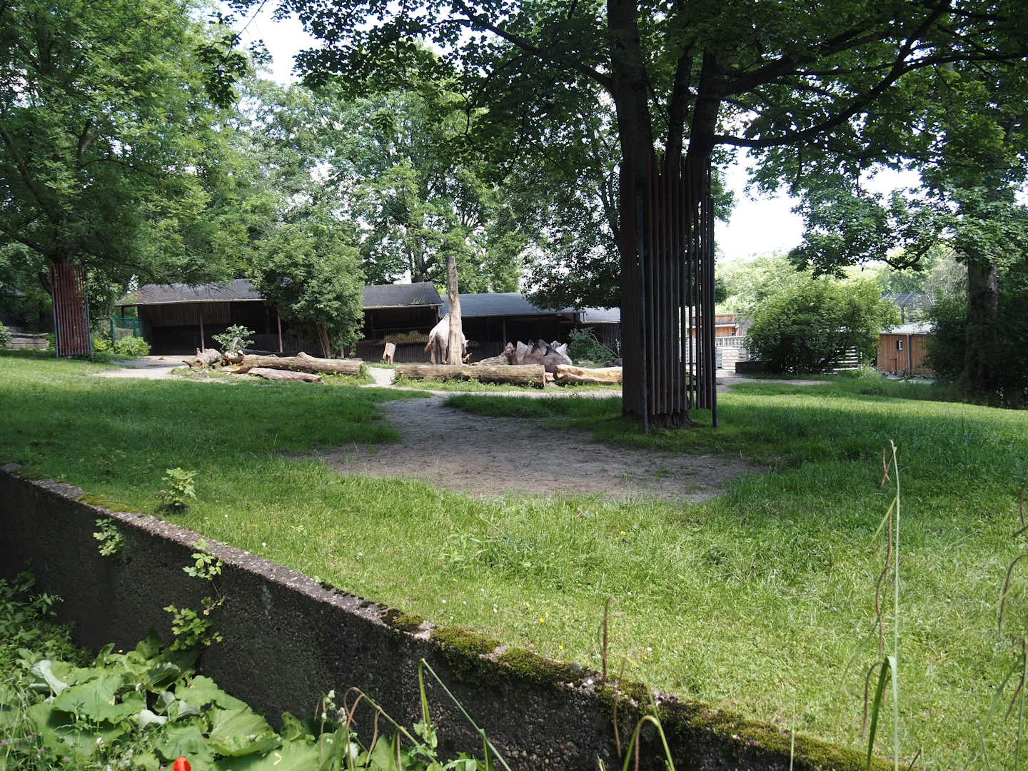 Domestic Bactrian camel exhibit, 2024-06-08