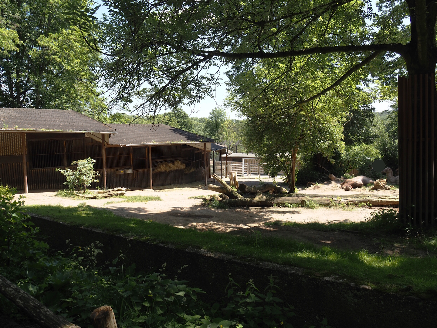 Domestic Bactrian camel exhibit, 2024-06-08