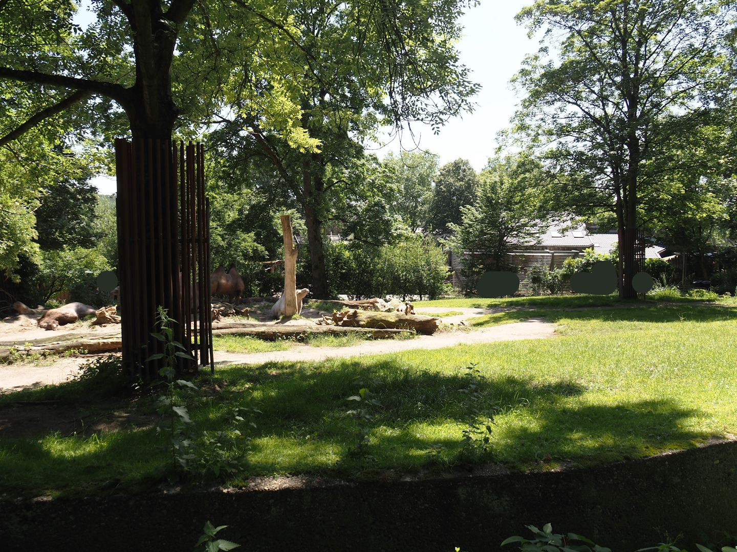 Domestic Bactrian camel exhibit, 2024-06-08