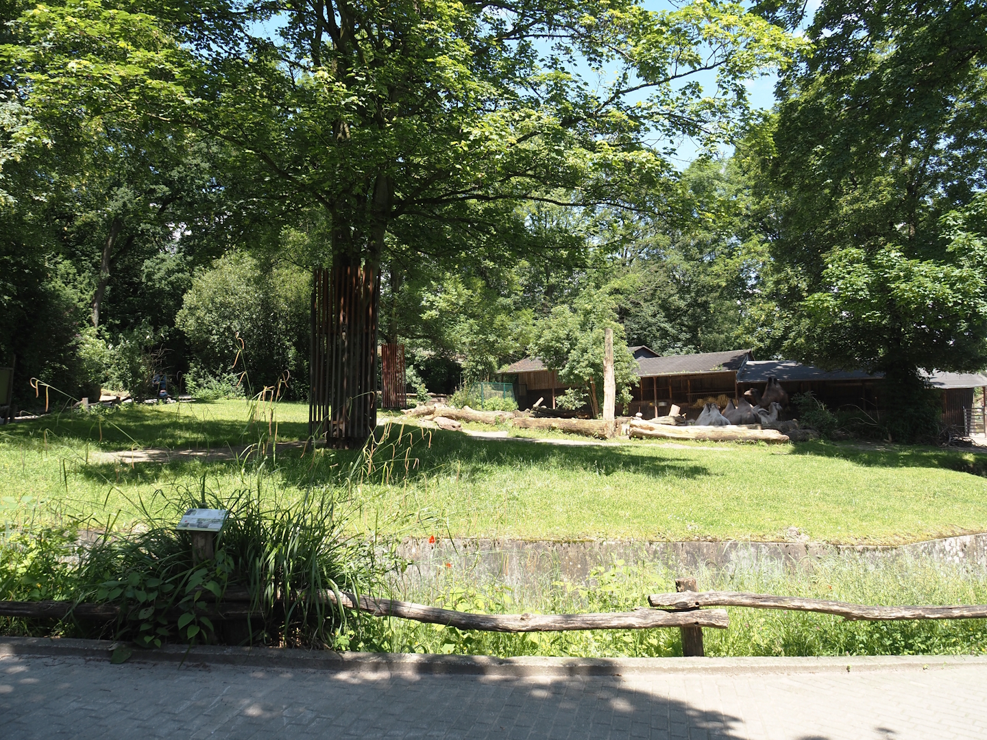 Domestic Bactrian camel exhibit, 2024-06-08