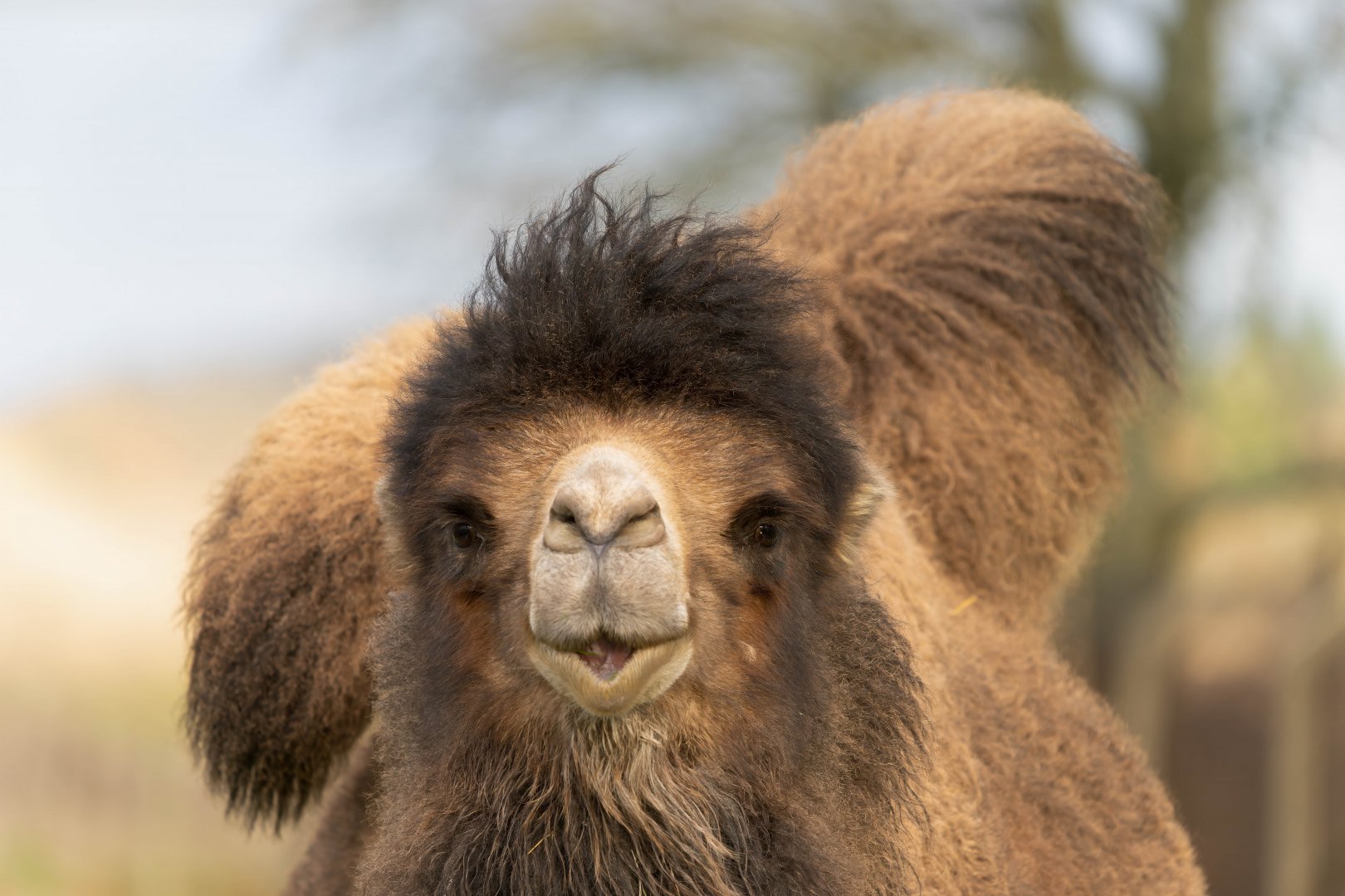 Domestic Bactrian camel (m), ZSL Whipsnade, UK