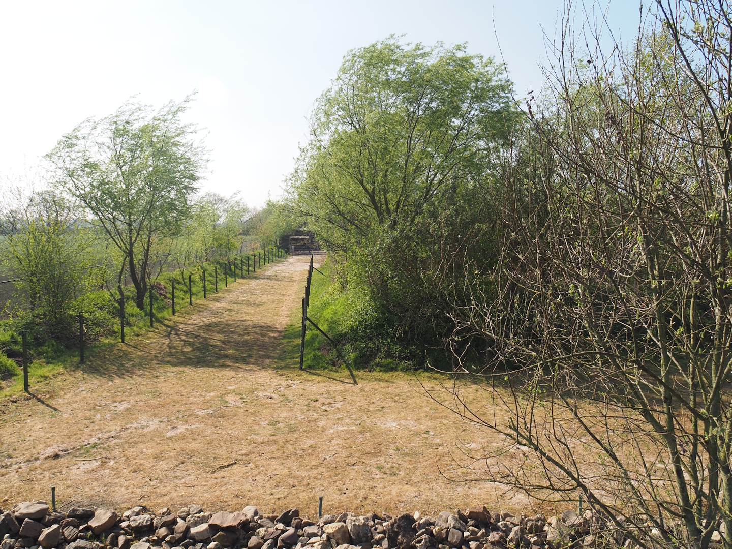 Domestic Bactrian camel paddock, 2025-04-12