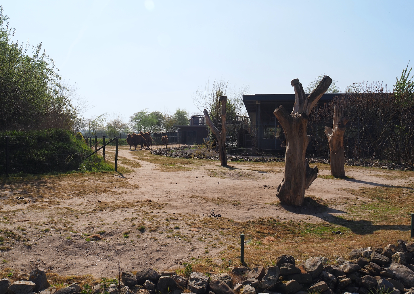 Domestic Bactrian camel paddock, 2025-04-12