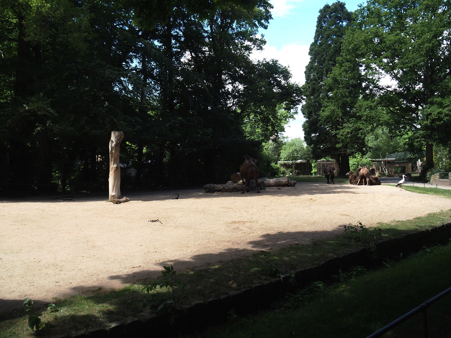 Domestic Bactrian camel paddock, 2025-05-22