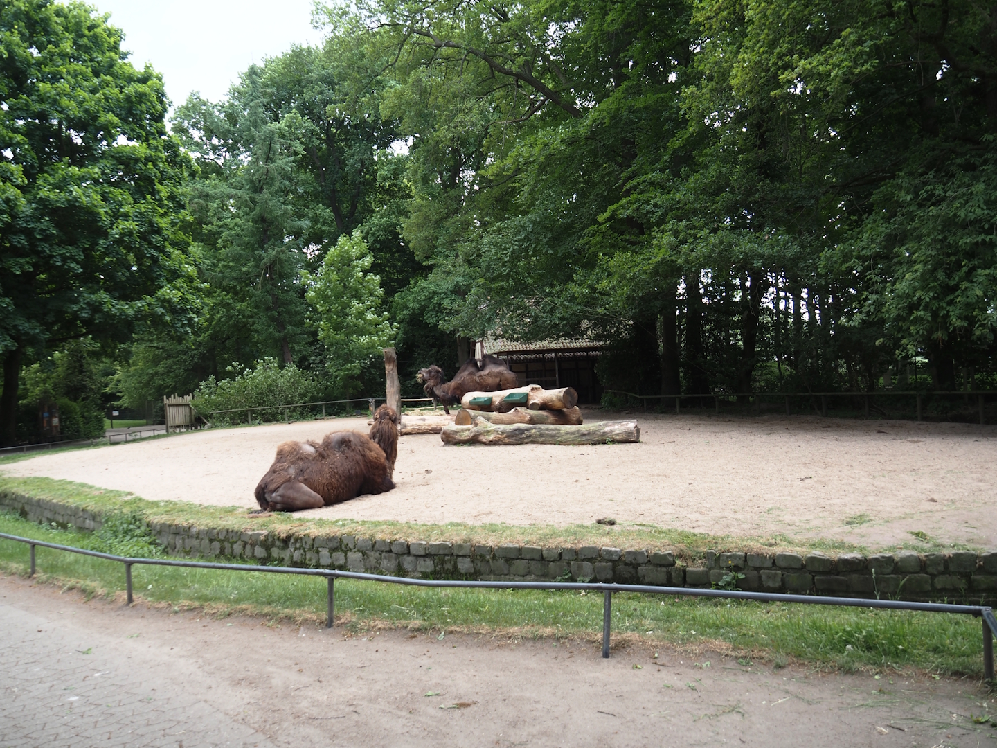 Domestic Bactrian camel paddock, 2025-05-22