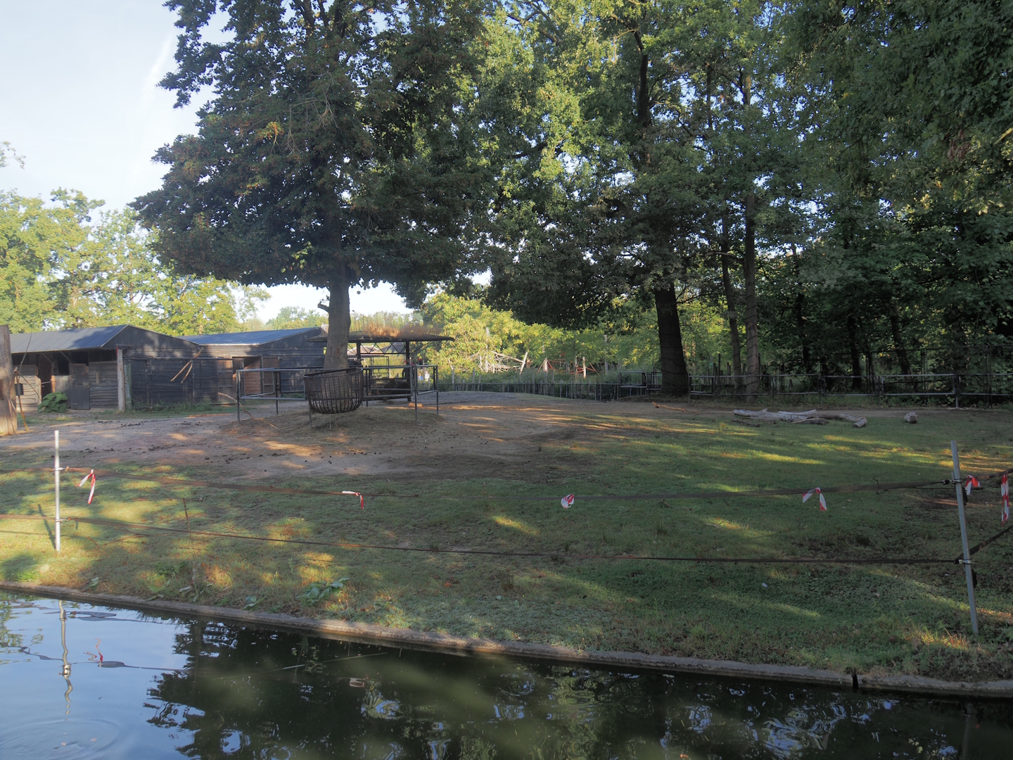 Domestic Bactrian camel paddock, 2025-09-06