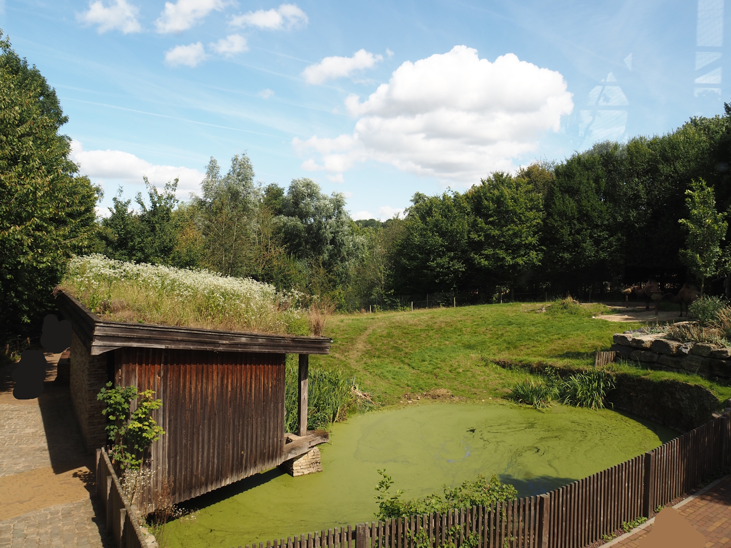 Domestic Bactrian camel paddock and viewing shelter, 2024-08-21