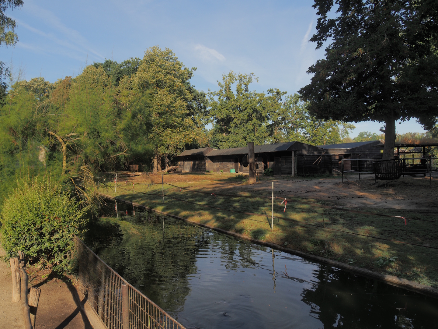 Domestic Bactrian camel paddock, expanded with formerly off-show paddock, 2025-09-06