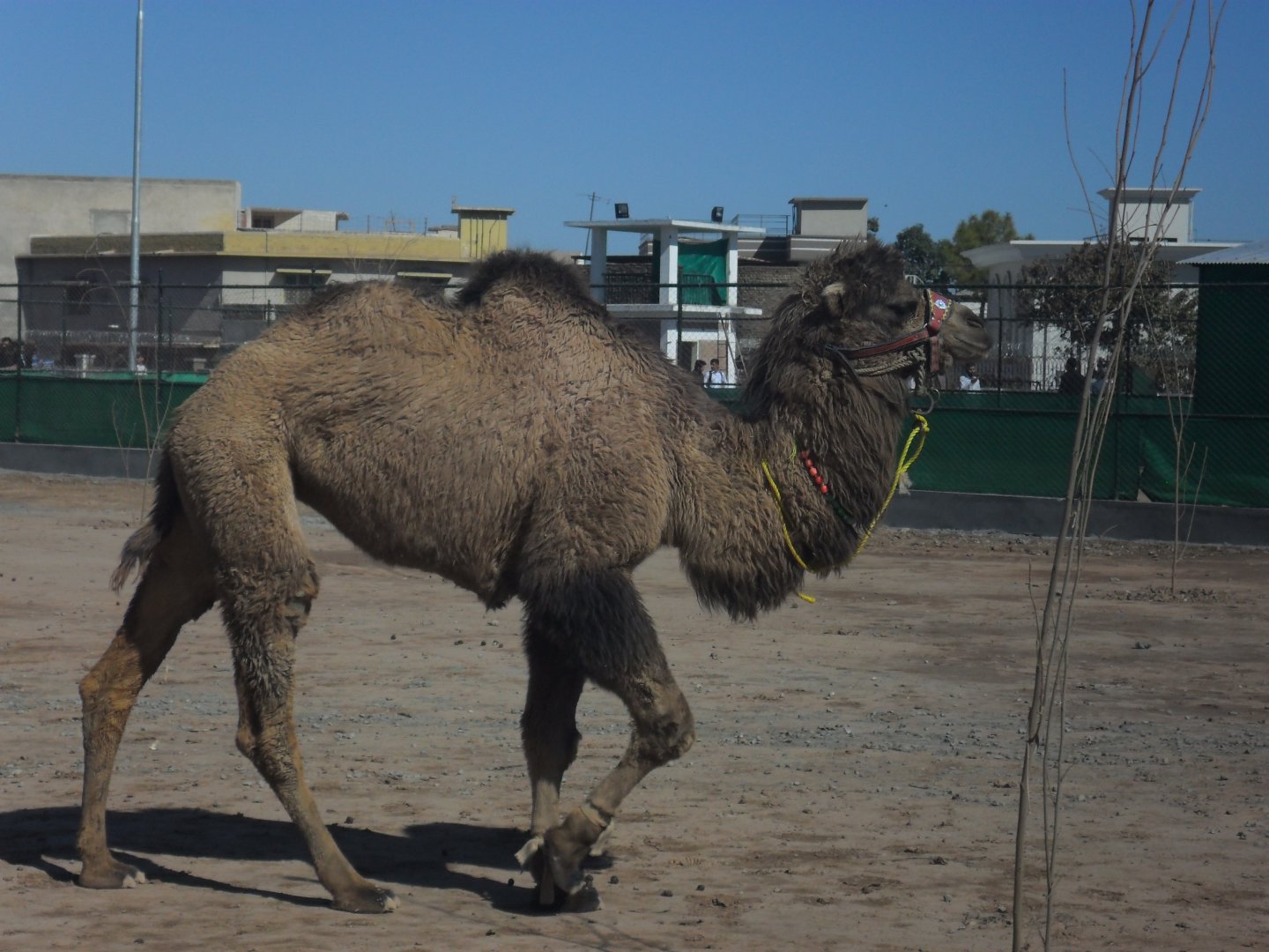 Domestic Bactrian camel - Peshawar zoo 17/2/2018