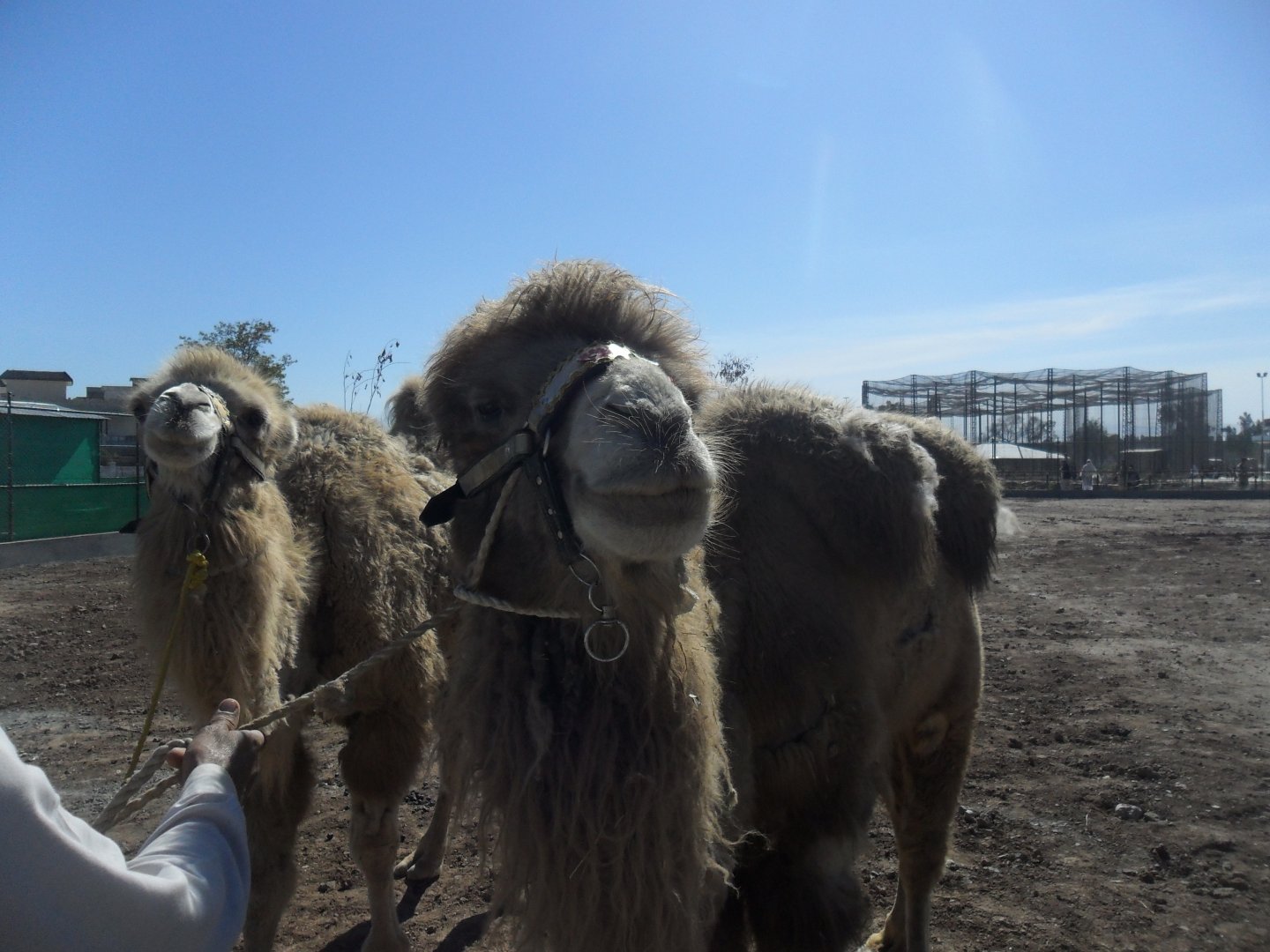 Domestic Bactrian camel - Peshawar zoo 17/2/2018