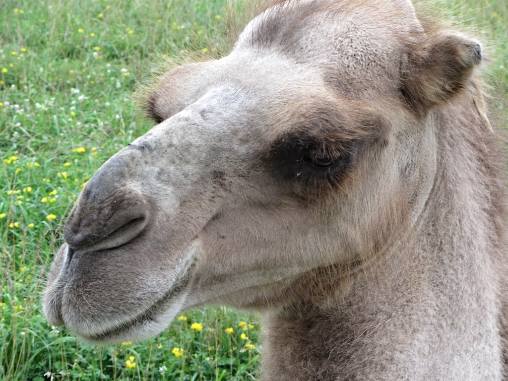 Domestic Bactrian Camel Profile