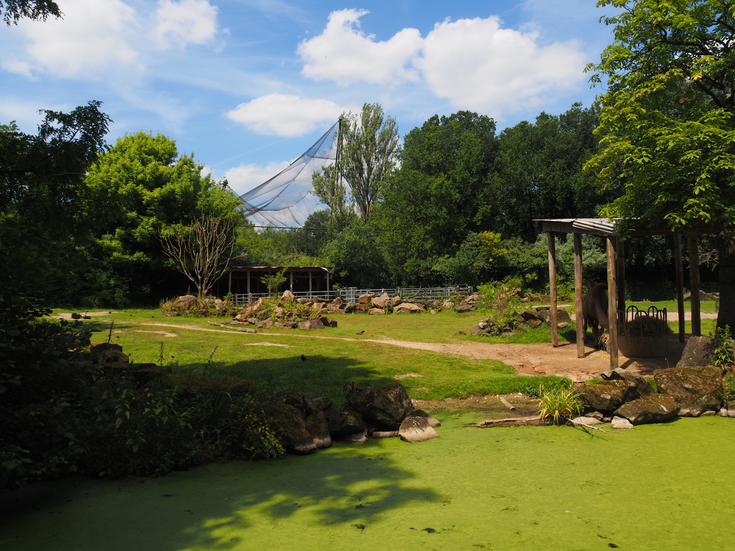 Domestic Bactrian camel steppe, 2024-06-30