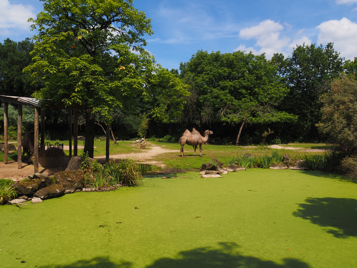 Domestic Bactrian camel steppe, 2024-06-30