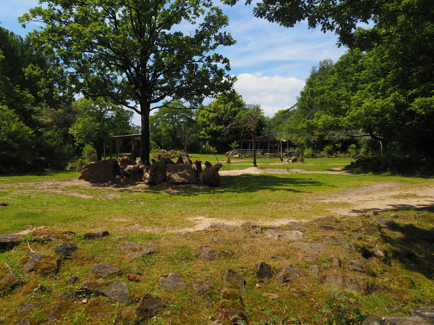 Domestic Bactrian camel steppe, 2024-06-30