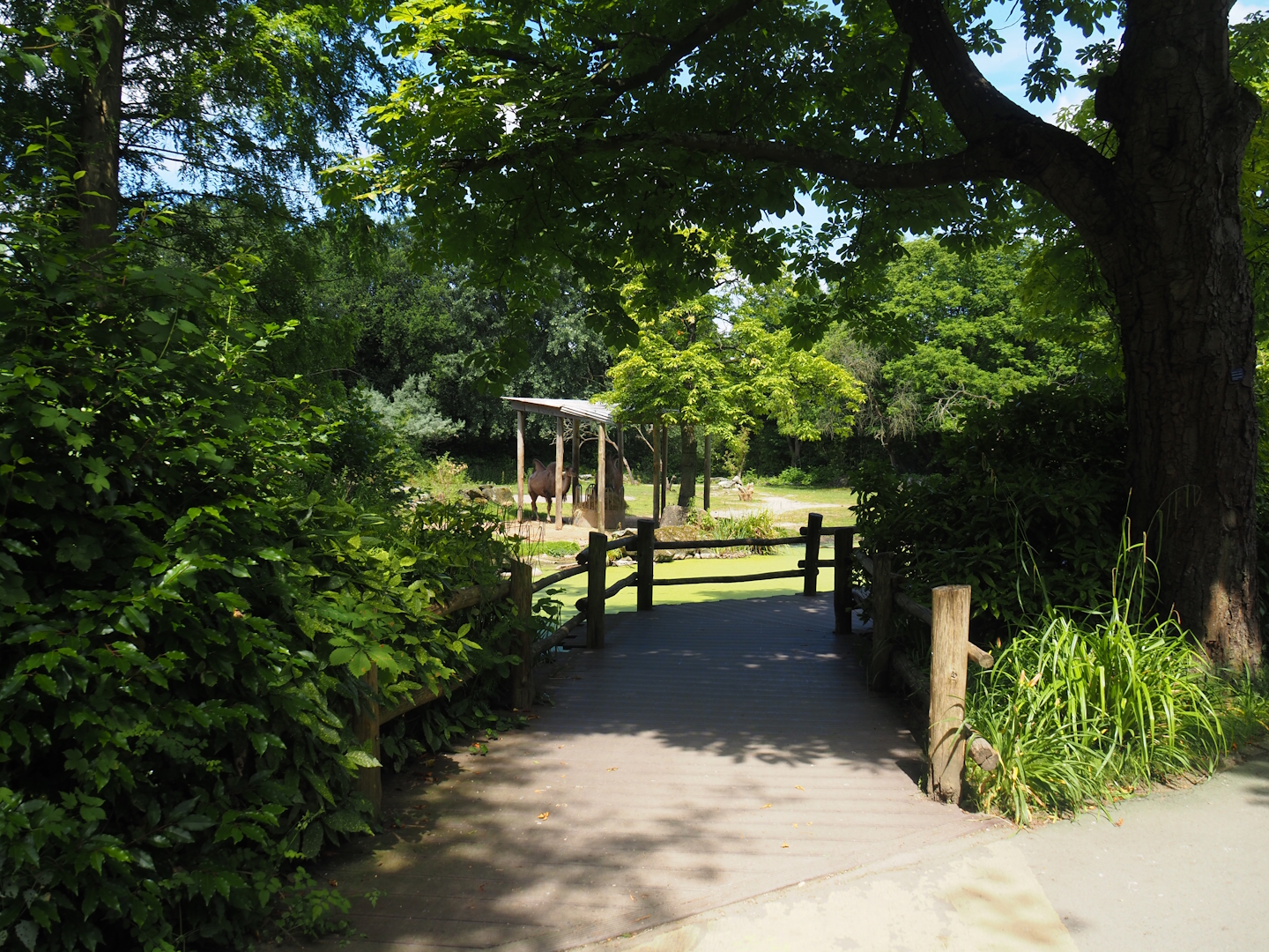 Domestic Bactrian camel steppe viewing area, 2024-06-30